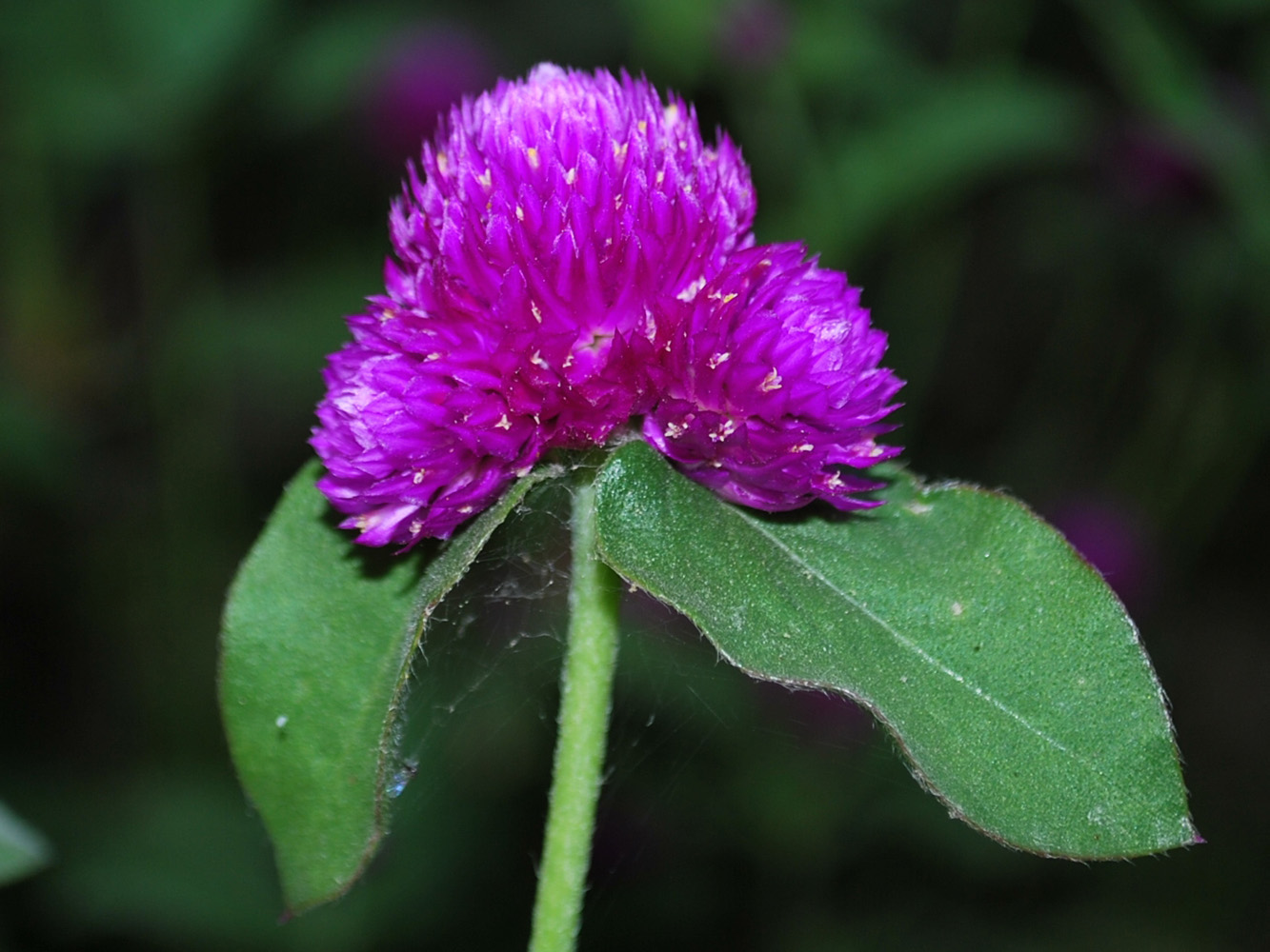 Изображение особи Gomphrena globosa.