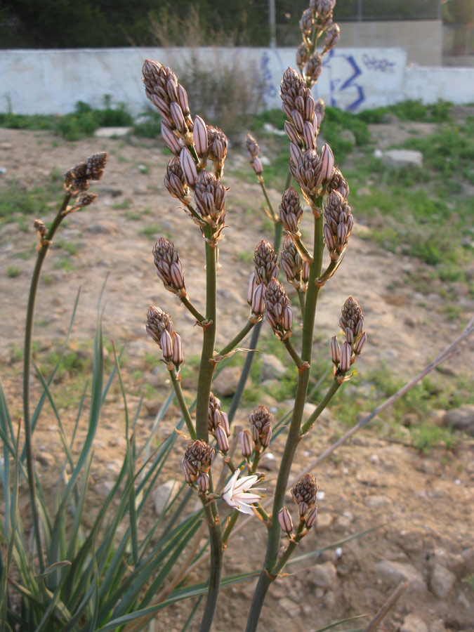 Image of Asphodelus ramosus specimen.