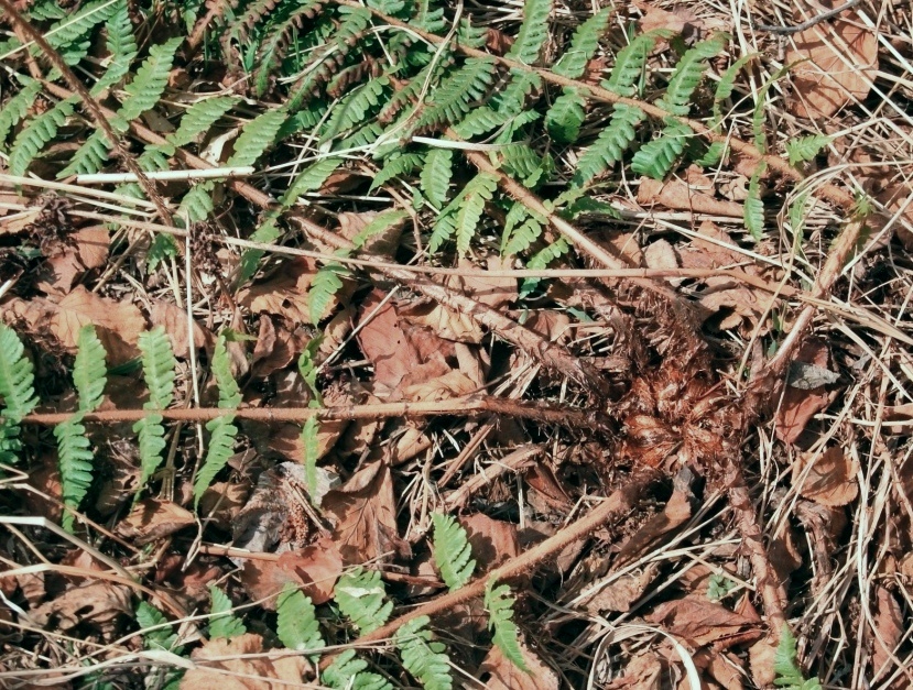 Изображение особи Dryopteris crassirhizoma.