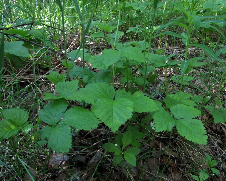 Image of Rubus saxatilis specimen.