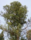 Pseudotsuga menziesii. Верхняя часть кроны крупного дерева. Ставропольский край, г. Кисловодск, Курортный парк средний, возле санатория \"Красные камни\". 02.04.2013.