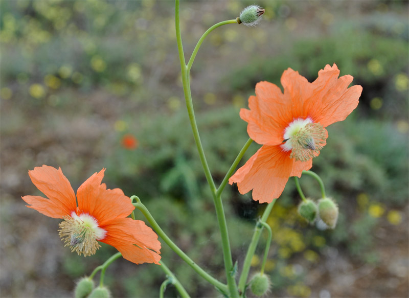 Изображение особи Papaver persicum.