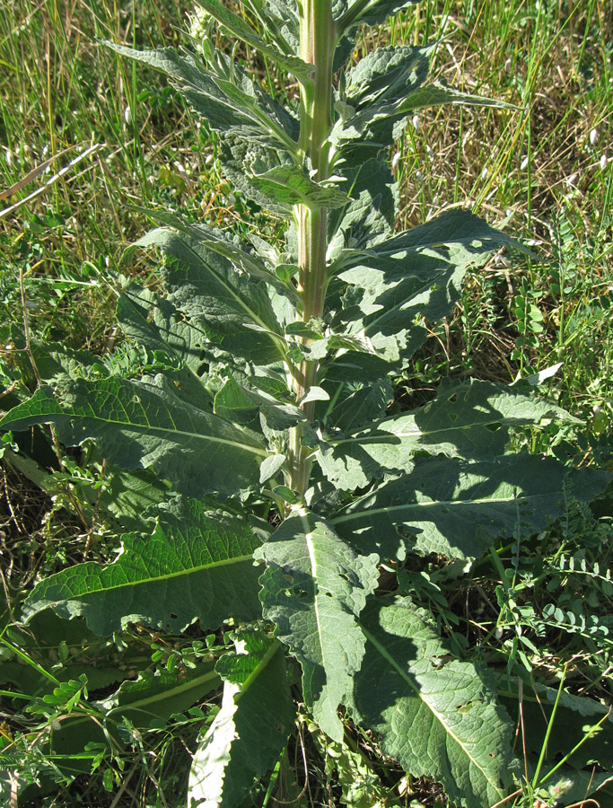 Image of Verbascum lychnitis specimen.