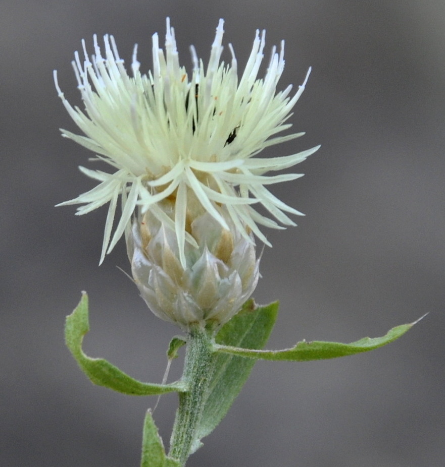 Image of Centaurea deusta specimen.