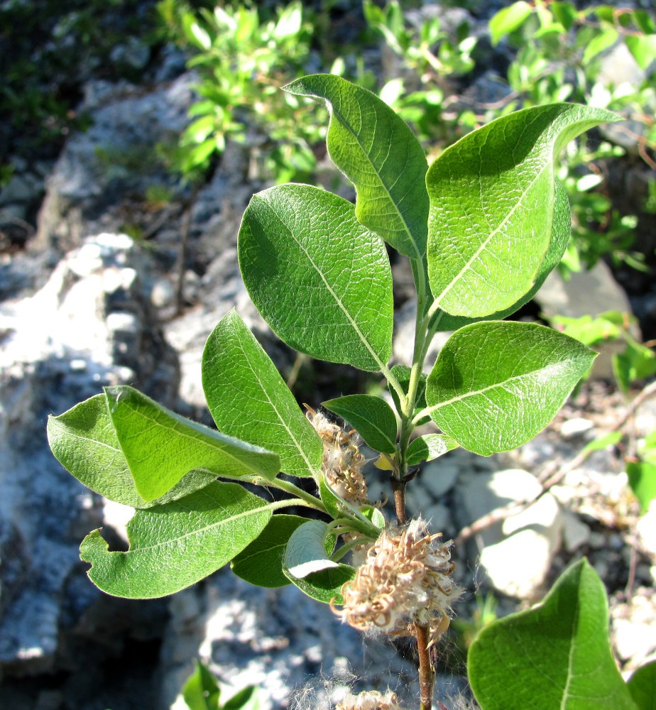 Image of Salix bebbiana specimen.