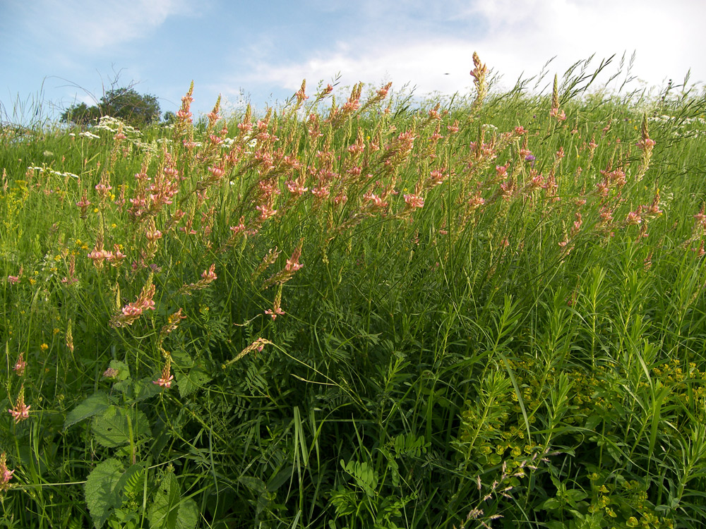 Изображение особи Onobrychis inermis.