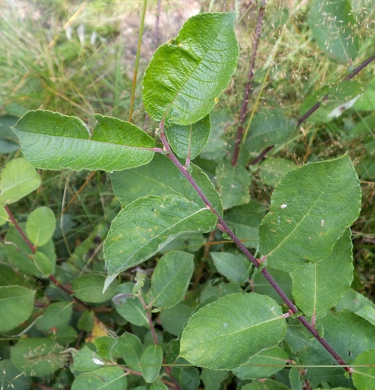 Изображение особи Salix &times; capreola.