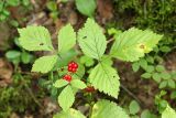 Rubus saxatilis