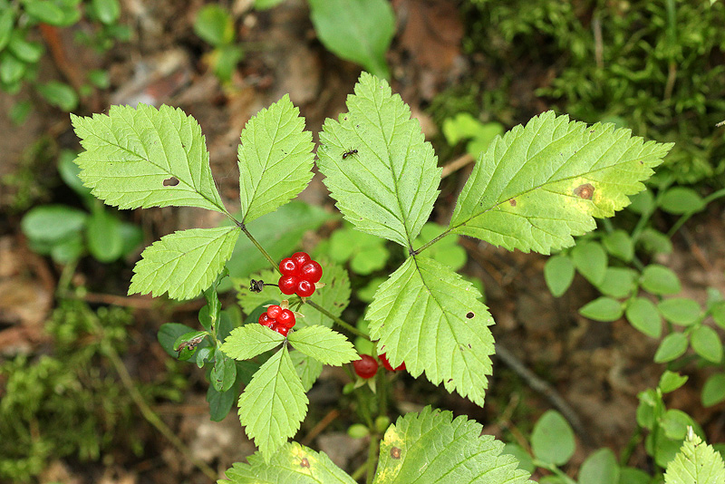 Изображение особи Rubus saxatilis.