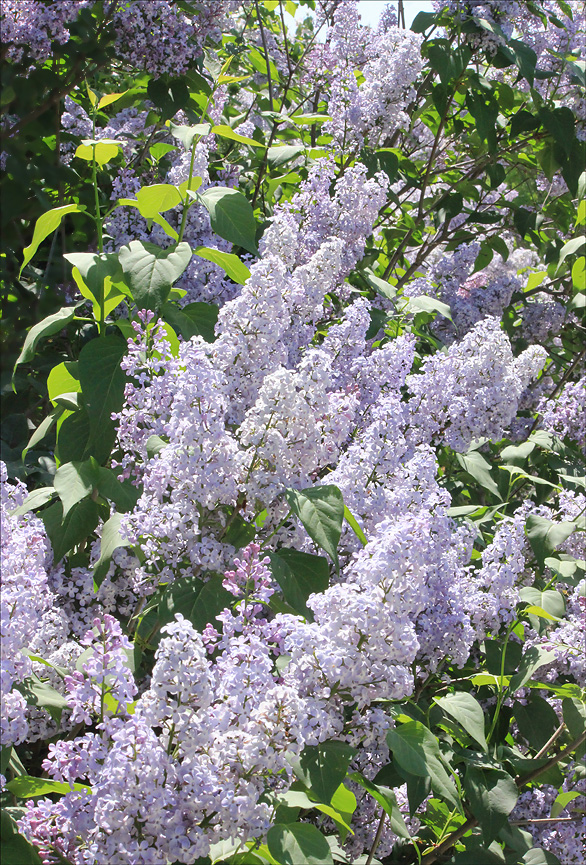 Image of Syringa vulgaris specimen.