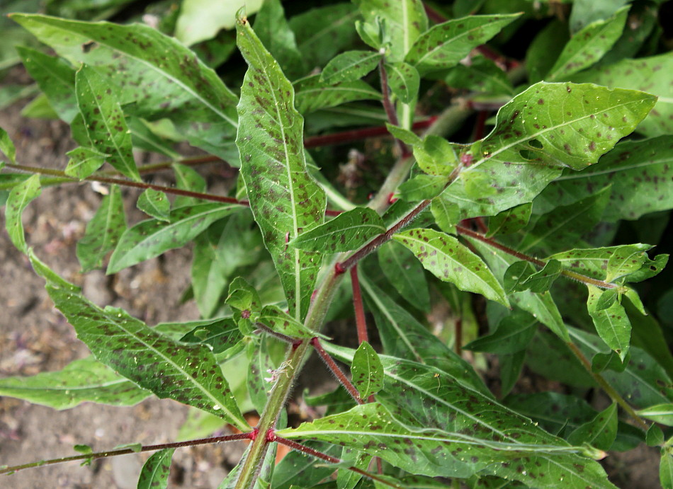 Изображение особи Gaura lindheimeri.