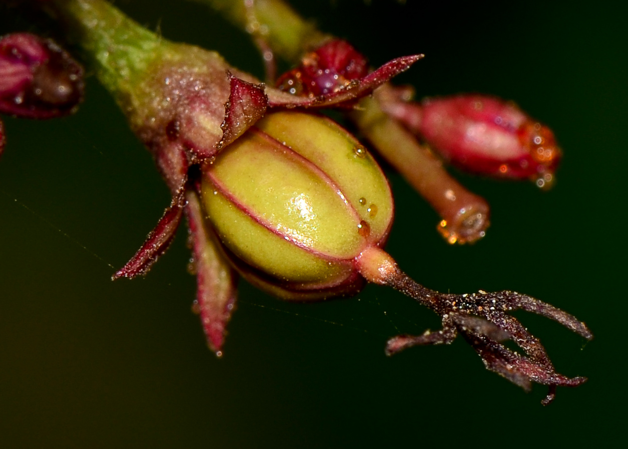 Image of Jatropha integerrima specimen.