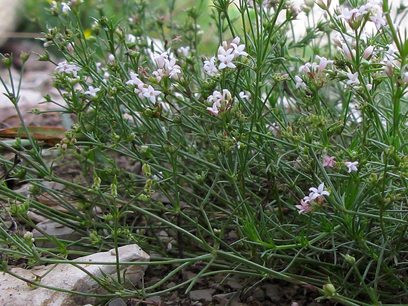 Image of Asperula lipskyana specimen.