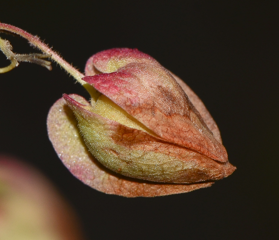 Image of Antigonon leptopus specimen.