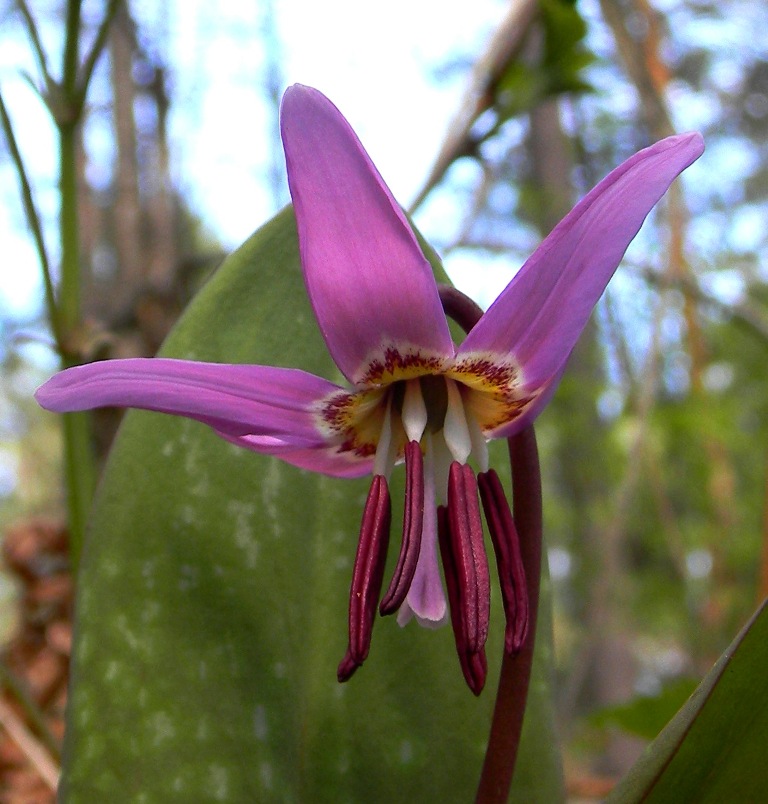 Изображение особи Erythronium sulevii.