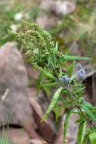 Veronica longifolia. Верхушка цветущего и плодоносящего растения. Кольский п-ов, Терский берег Белого моря. 09.08.2013.