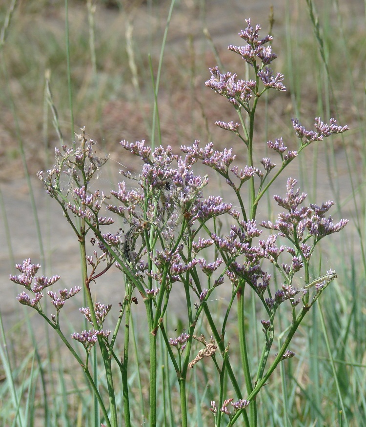 Image of Limonium gmelinii specimen.