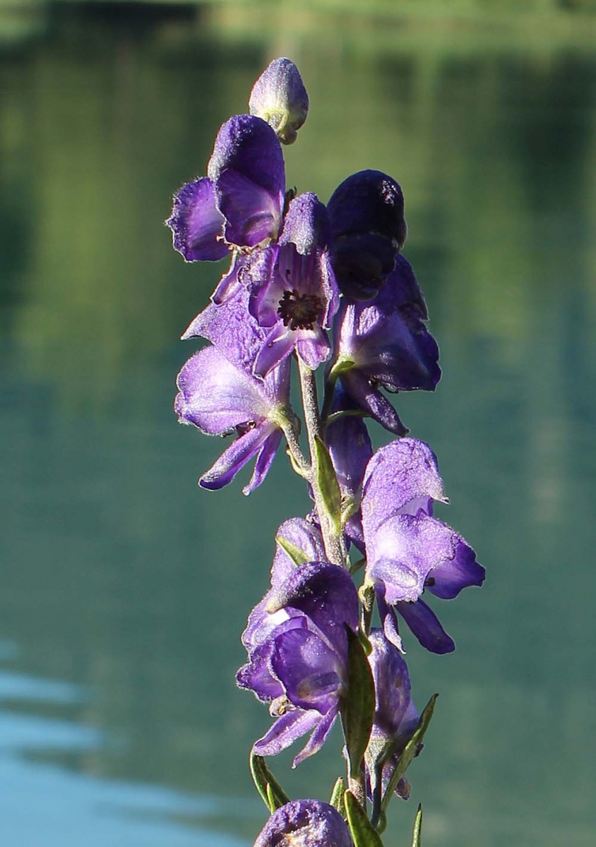 Image of Aconitum napellus specimen.