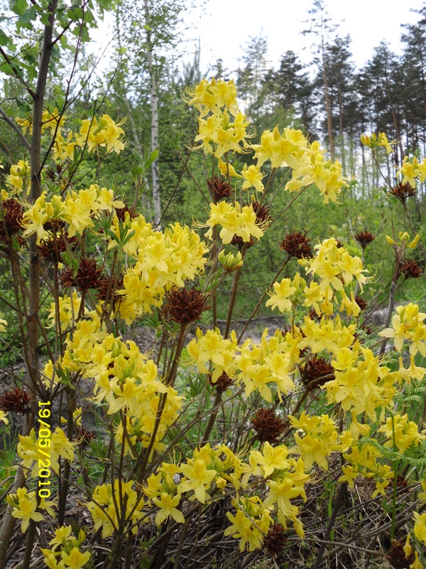 Image of Rhododendron luteum specimen.