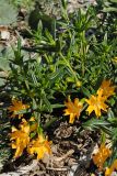 Mimulus bifidus. Цветущее растение. США, Калифорния, Санта-Барбара, ботанический сад. 18.02.2014.