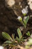 Holosteum umbellatum