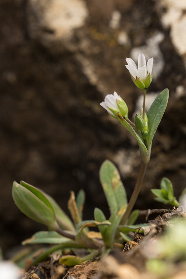 Изображение особи Holosteum umbellatum.