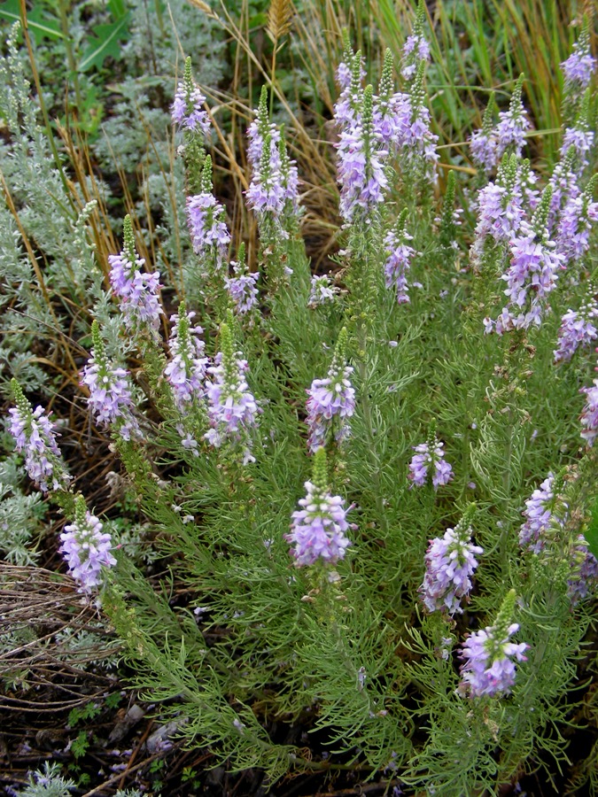 Image of Veronica pinnata specimen.