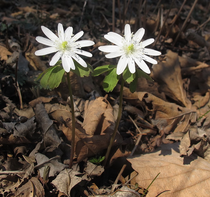 Image of Anemone raddeana specimen.