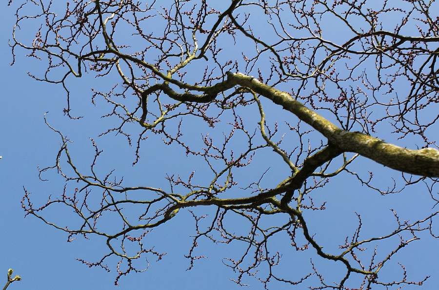 Изображение особи Cercis chinensis.