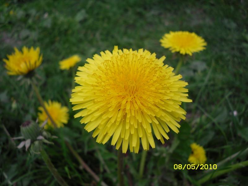 Image of Taraxacum officinale specimen.