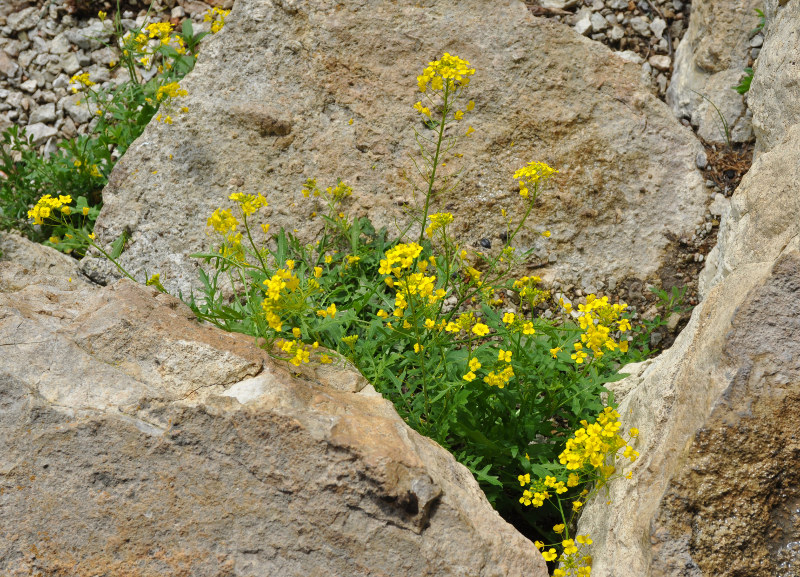 Image of Sisymbrium erucastrifolium specimen.