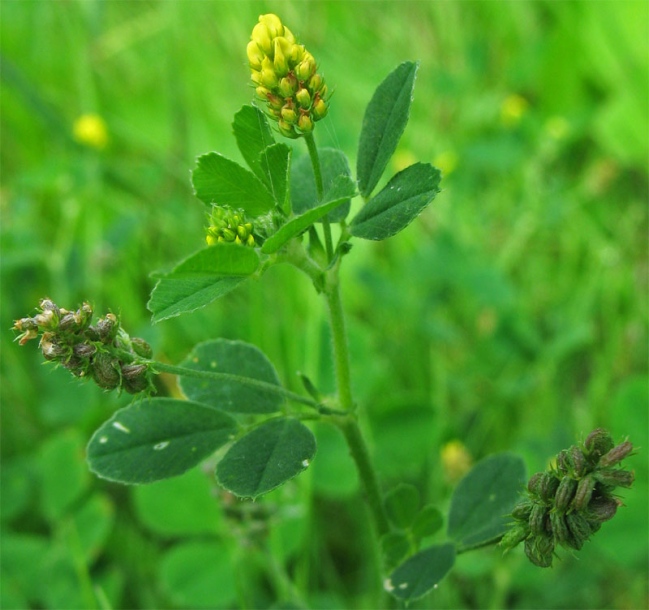 Image of Medicago lupulina specimen.