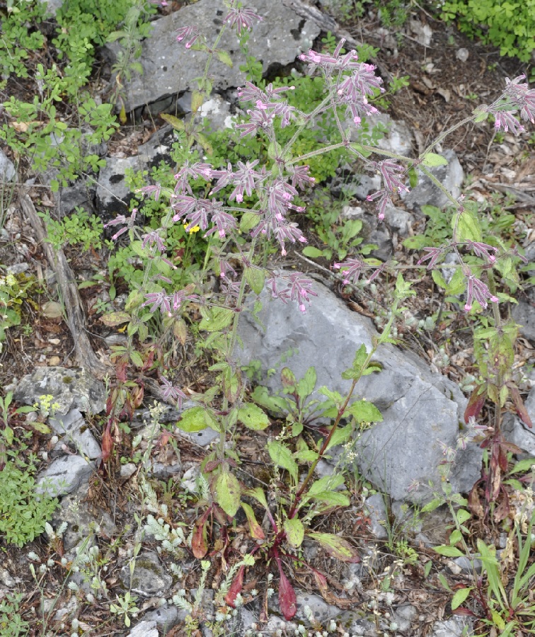 Image of Saponaria glutinosa specimen.