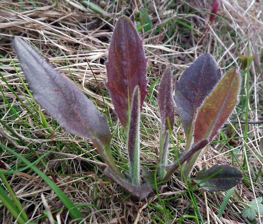 Изображение особи род Hieracium.