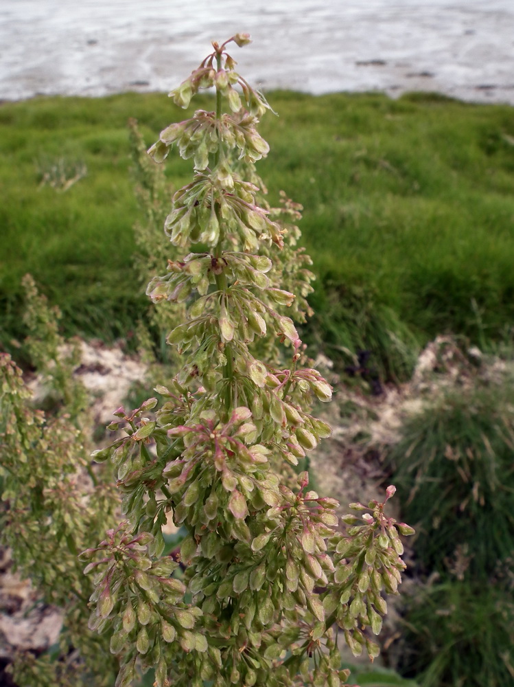 Image of Rumex aquaticus specimen.