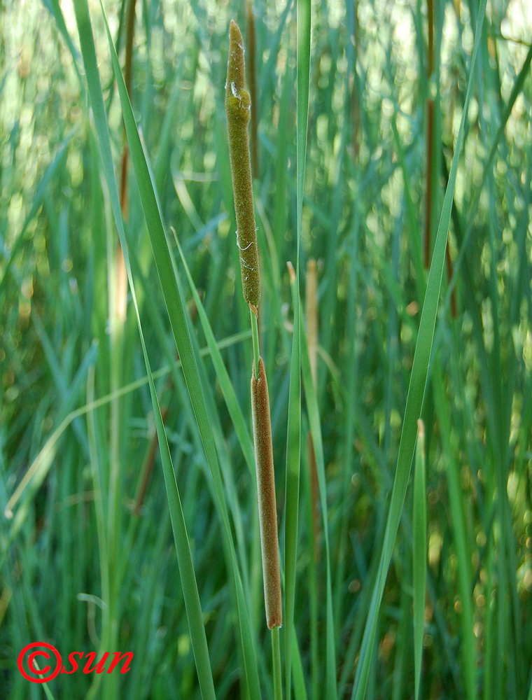 Image of Typha austro-orientalis specimen.