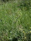 Anchusa strigosa