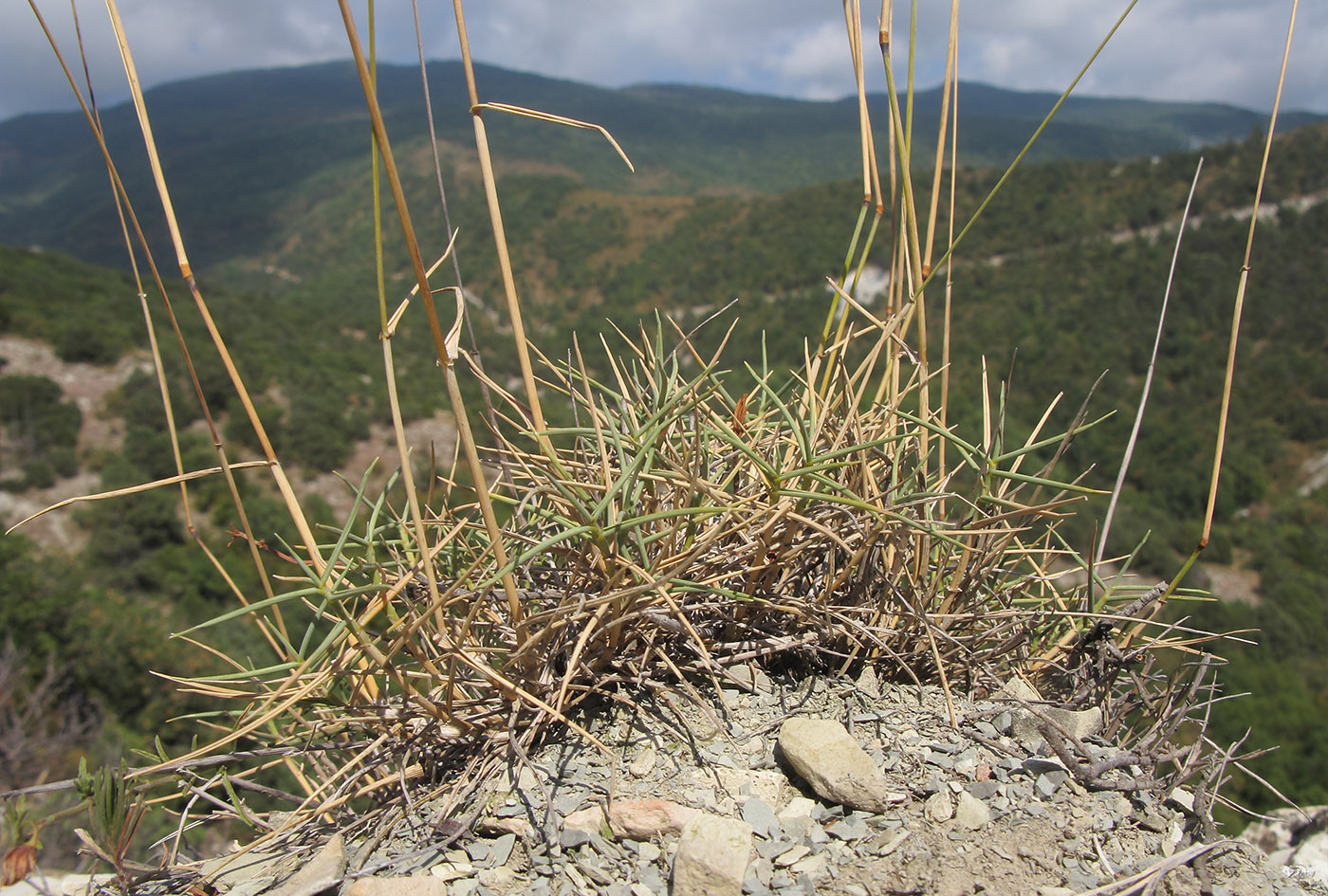 Image of Agropyron pinifolium specimen.