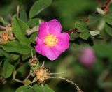 Rosa cinnamomea