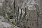 Oreocereus pseudofossulatus. Плодоносящее растение. Боливия, Ла-Пас, Лунная долина. 15 марта 2014 г.