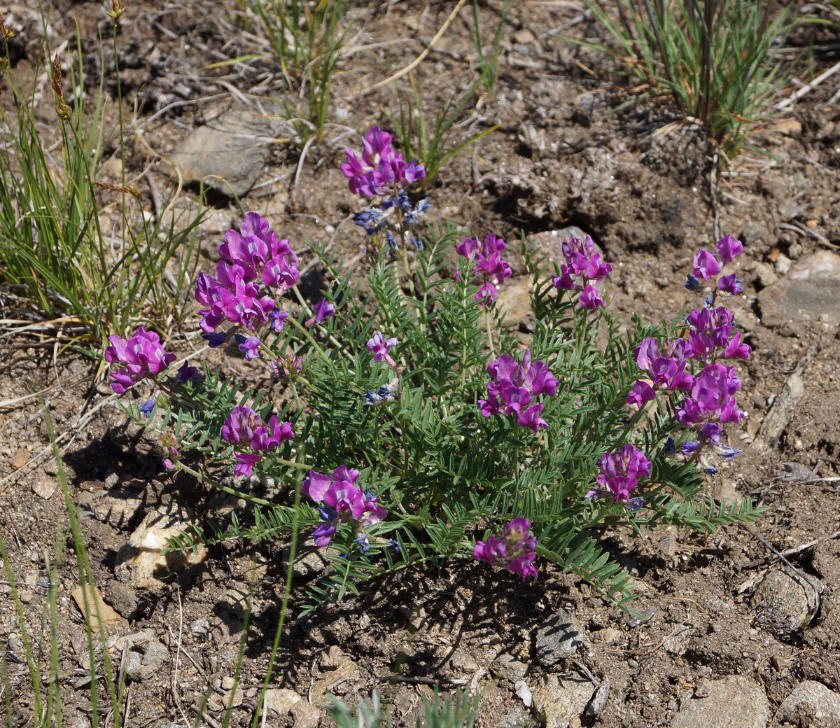 Изображение особи Oxytropis teres.