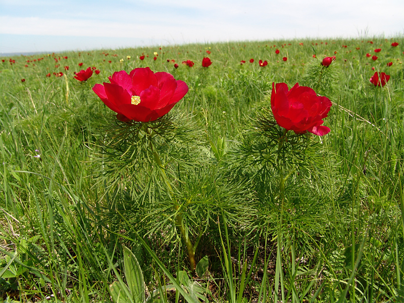 Image of Paeonia tenuifolia specimen.