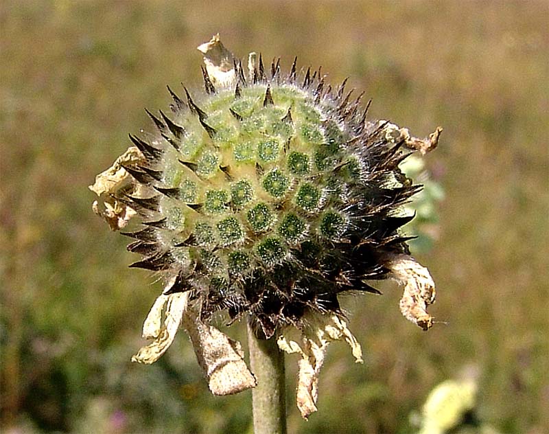 Image of Cephalaria gigantea specimen.