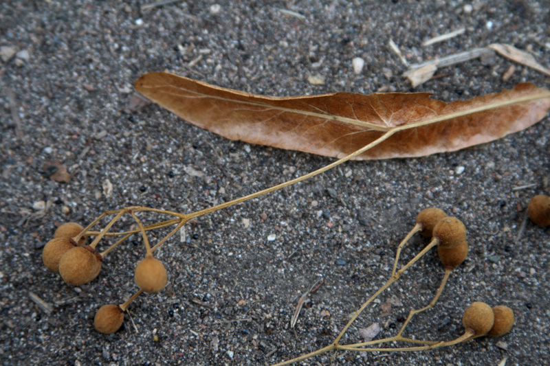 Image of Tilia mandshurica specimen.