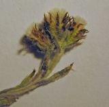 Antennaria alpina
