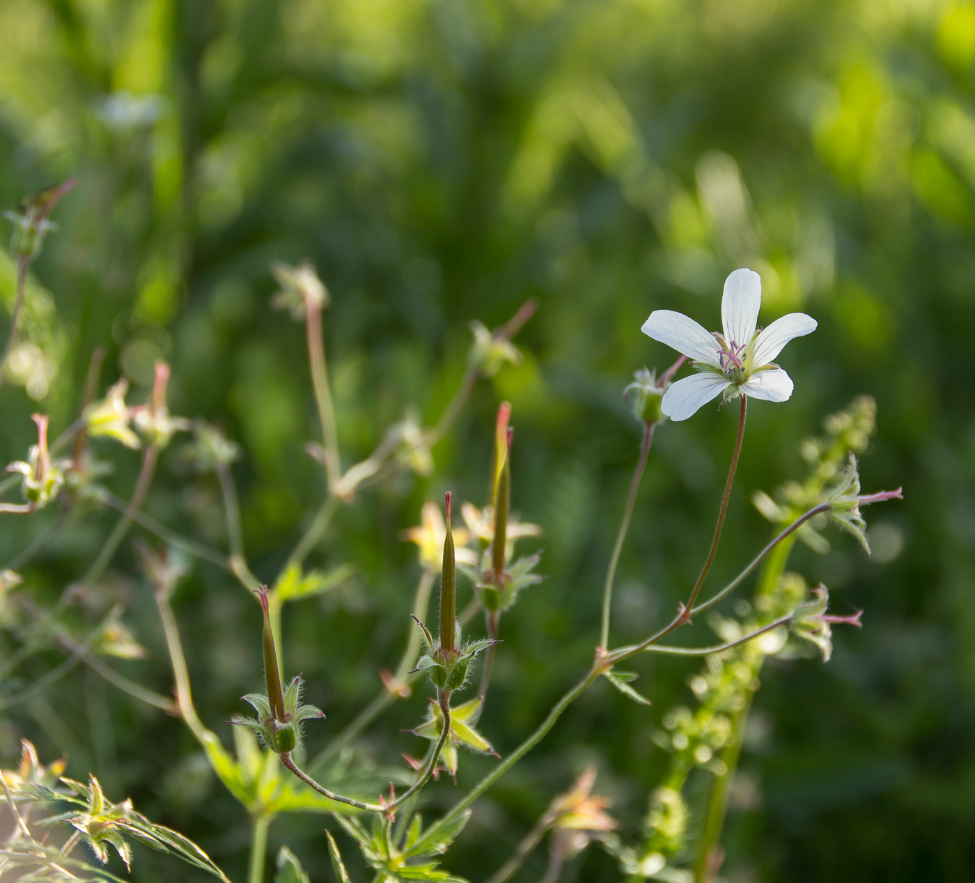 Изображение особи Geranium asiaticum.