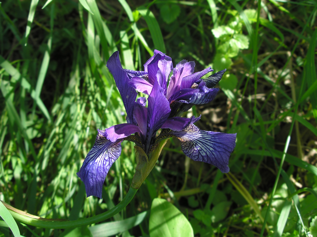 Image of Iris sibirica specimen.