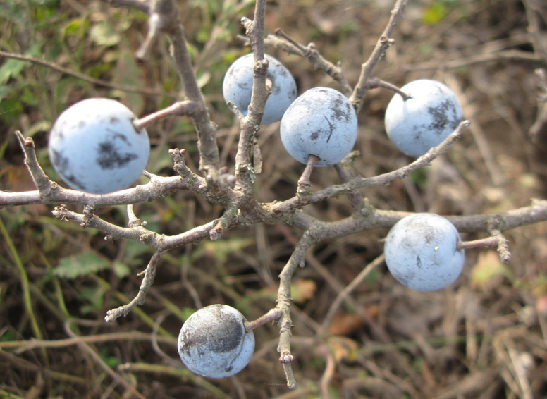 Изображение особи Prunus stepposa.