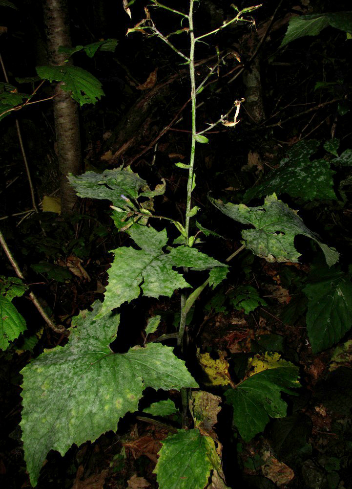 Image of Cicerbita petiolata specimen.