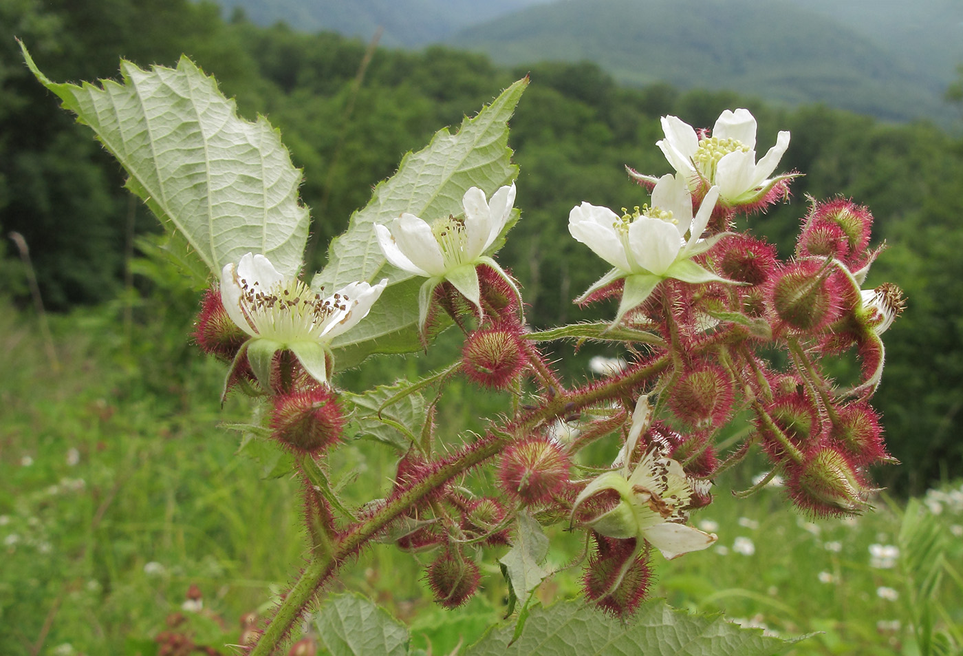 Изображение особи Rubus hirtus.